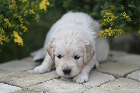 趴在地上的白色金毛猎犬图片
